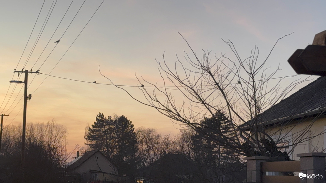 Galamb sorakozó az utcában 