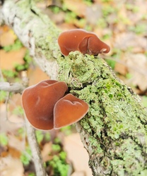 Novemberi erdő kincse