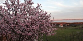 Balatonakali