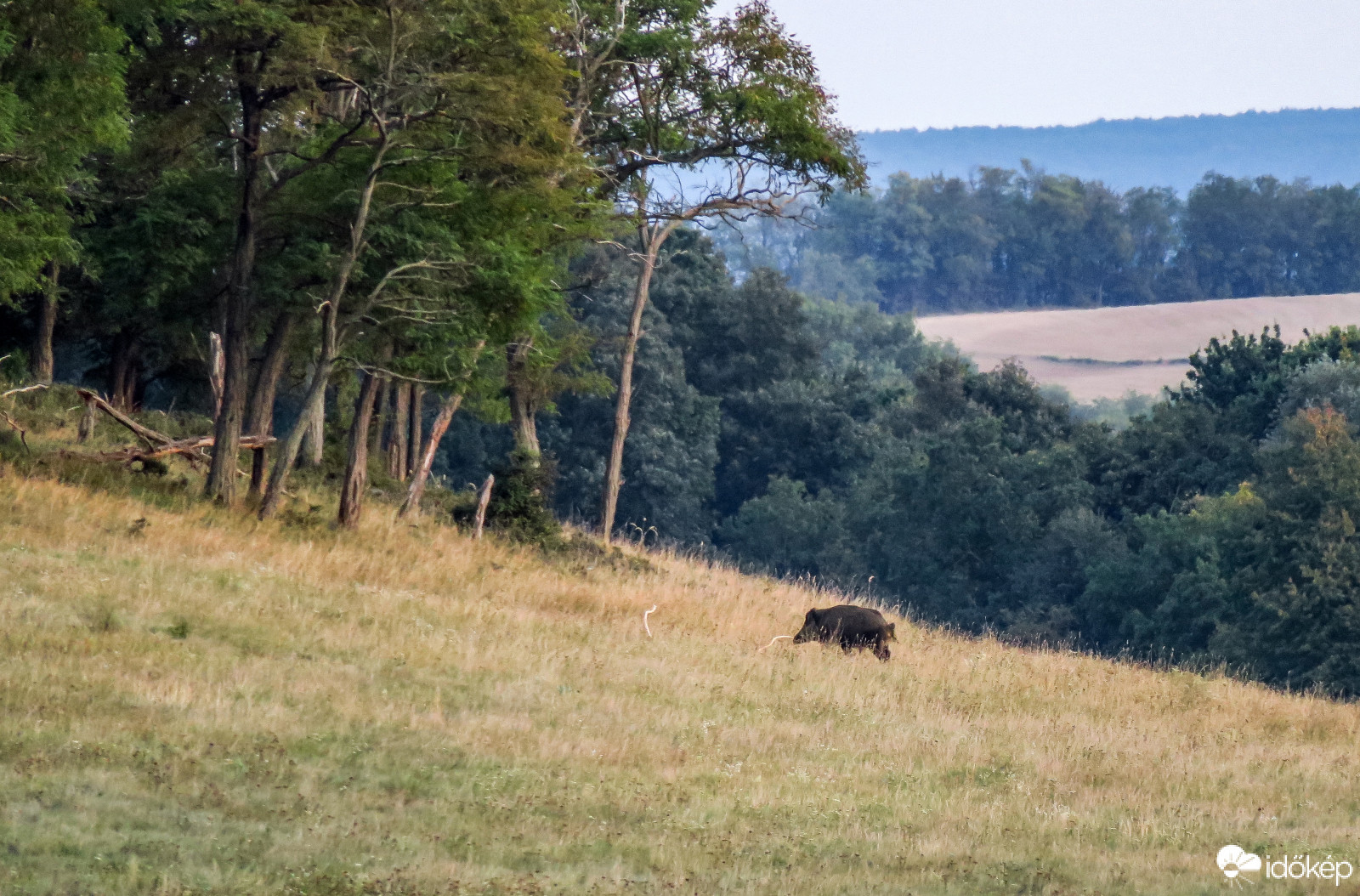 Vaddisznó magányosan!