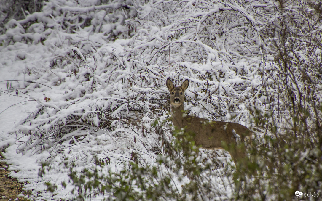 Őz suta havas tájban.