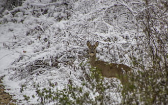 Őz suta havas tájban.