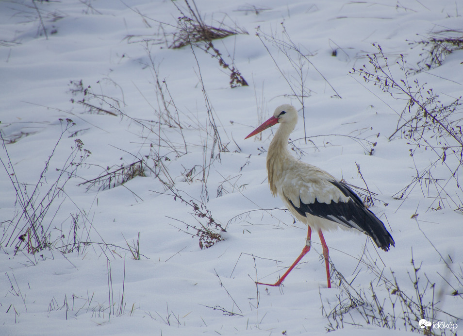Hóban sétáló gólya a Bakonyban!