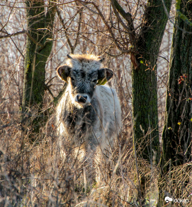 Szürkemarha. Csetény.