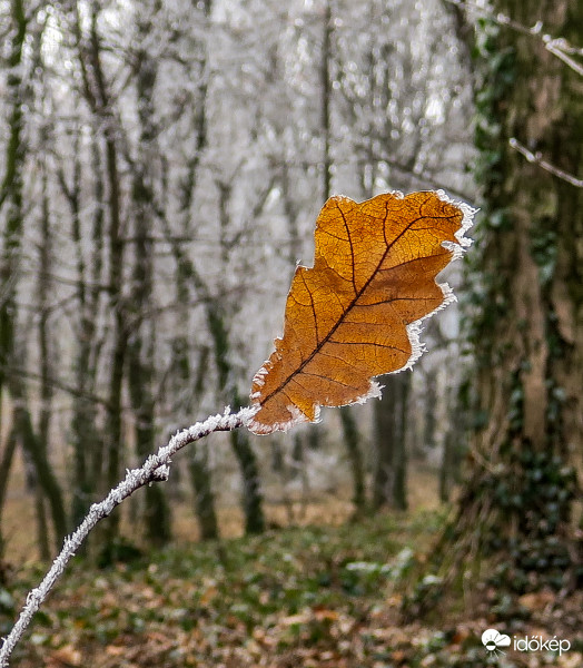 Zuzmarás szélü levél