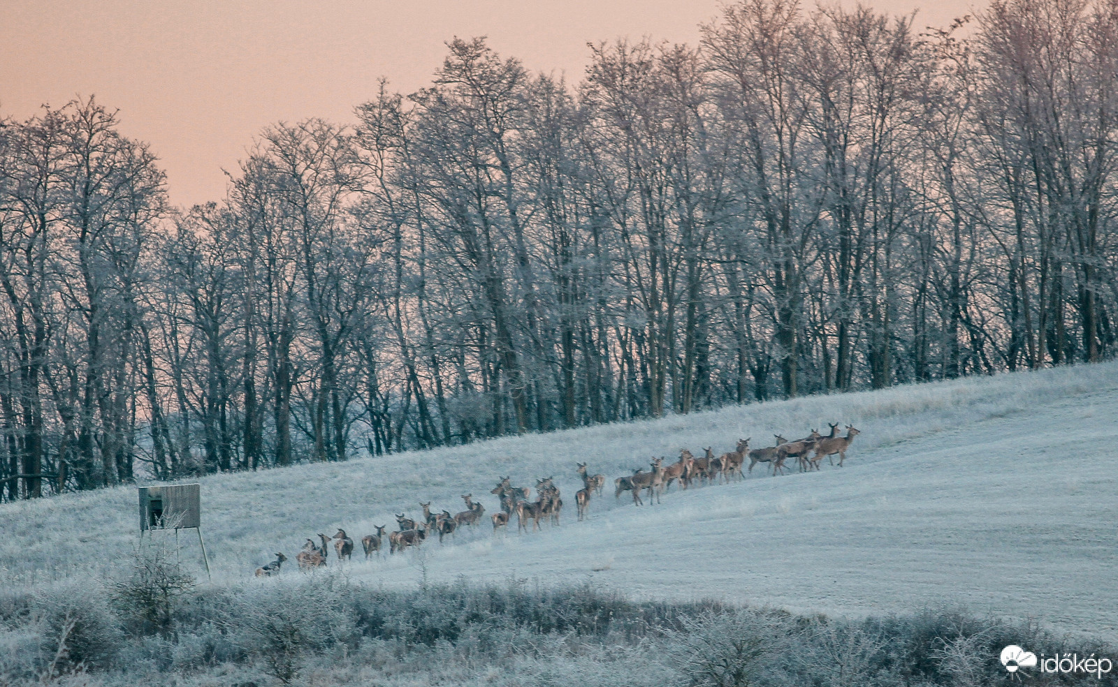 Gimszarvasrudli napkeltébe.