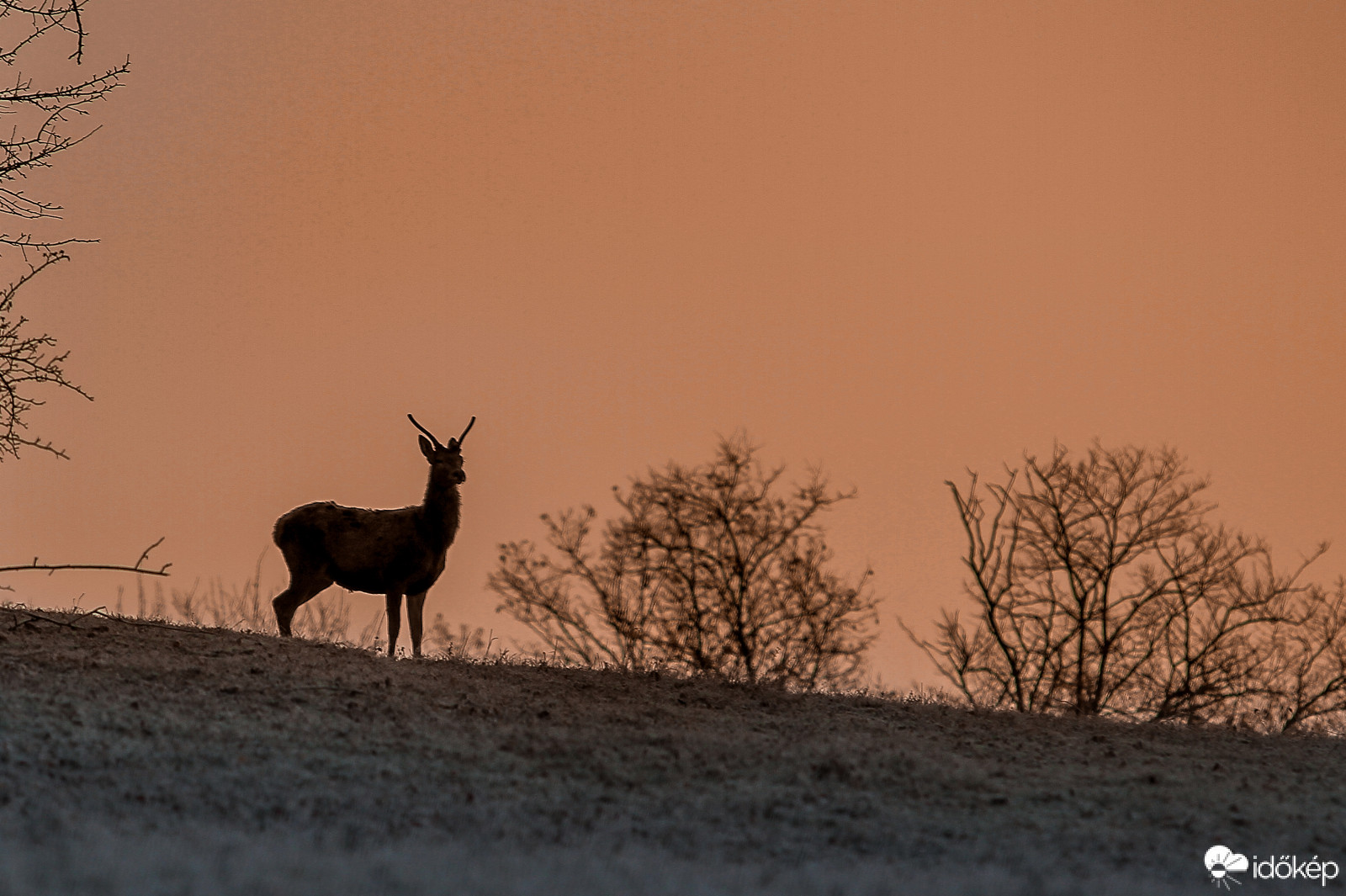 Gimszarvas napkeltében.