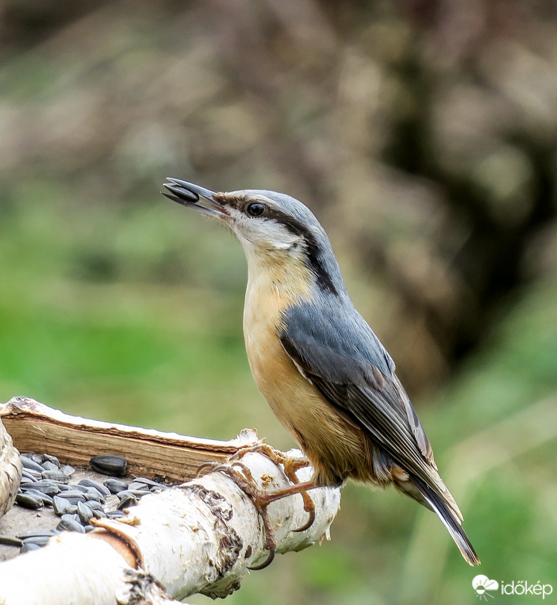 Csuszka szotyolával