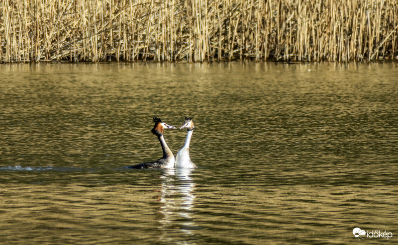 Búbosvöcsök násztánc.