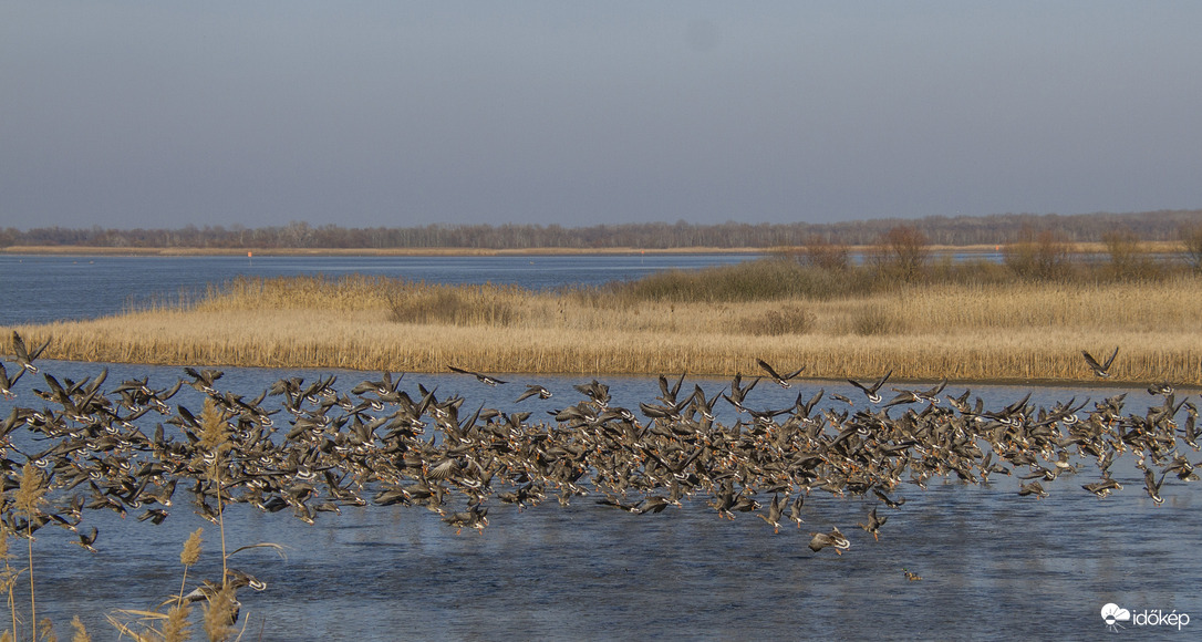 Felszálló vadludak a Tisza tónál.