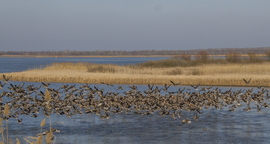 Felszálló vadludak a Tisza tónál.
