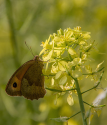 Csetény