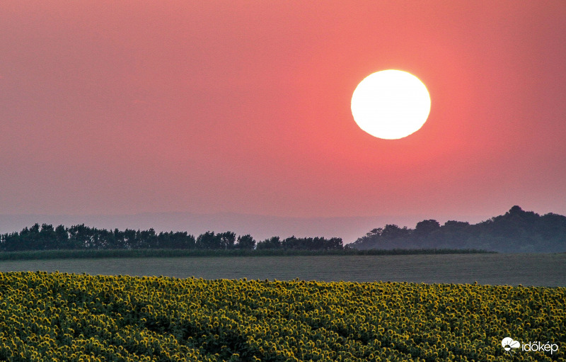 Napraforgós napkelte