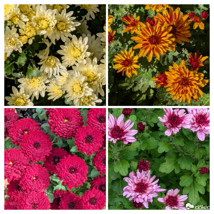 Krizantémok a kertemben