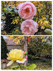 Rózsák őszi környezetben 