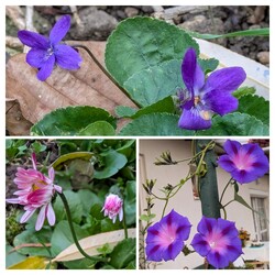 Virágok novemberben :)