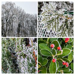 Polgárdi, ködös, zúzmarás nap 