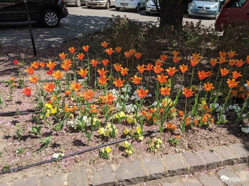 Veszprémi tulipánok