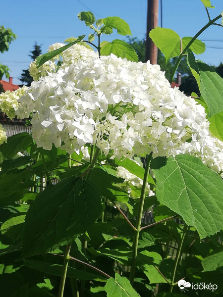 Cserjés hortenzia