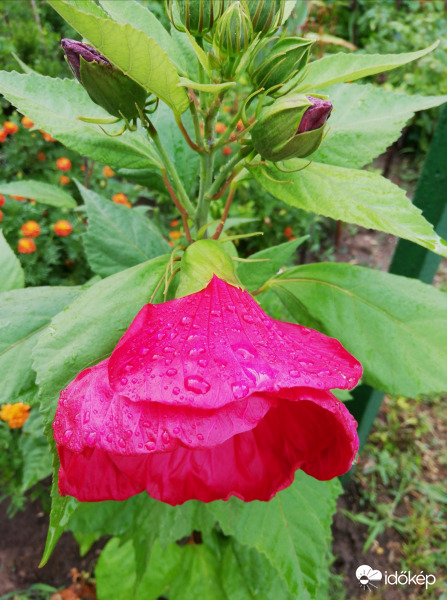 Hibiszkusz eső után 