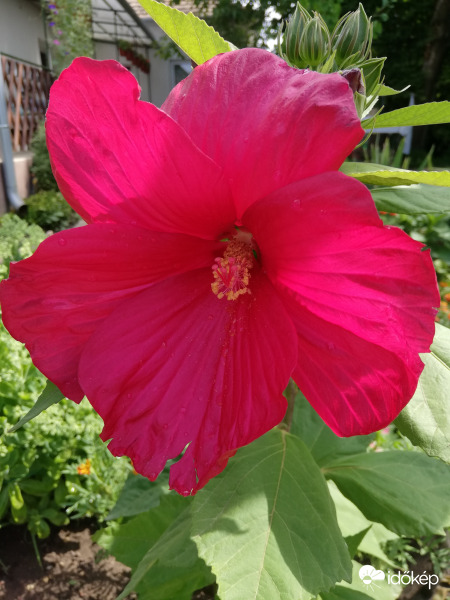 Napsütötte hibiszkusz