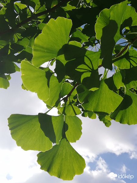 A Ginkgo biloba "esete" az őszi napsugárral :) 