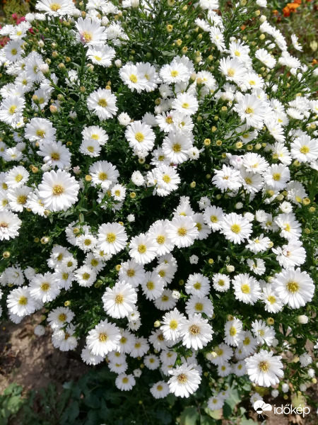 Apró fehér őszi virágok 
