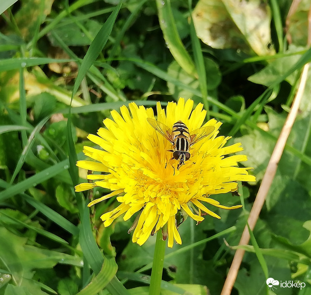 Szeptember végi pitypang 