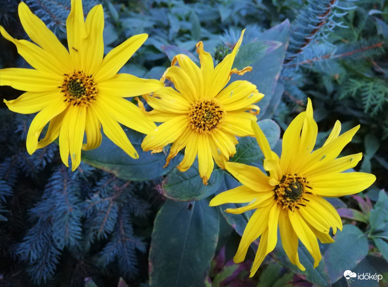 Kicsit már ziláltak