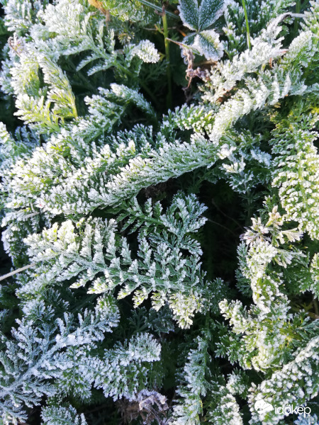 Polgárdin is fagyott 