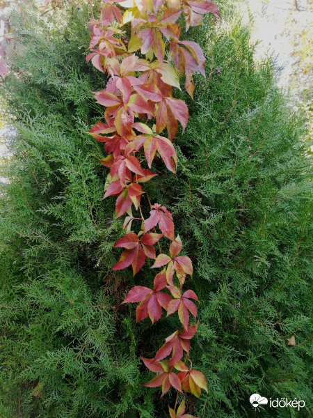 Feldíszített tuja :) 