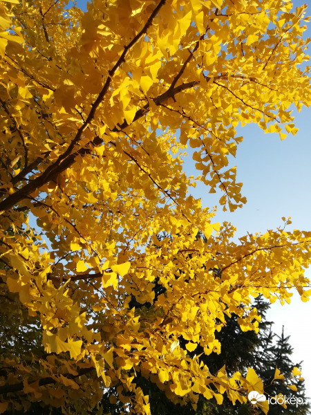 Napsárga ginkgo ágak :) 