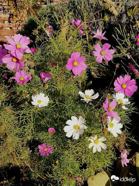 Novemberi pillangóvirág :) 