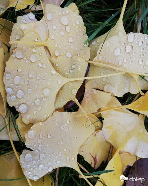 Ma reggel, eső után 