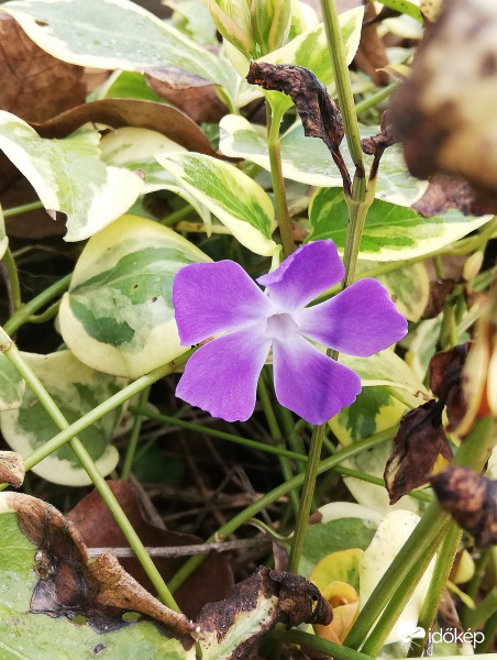 Tarka levelű meténg novemberi próbálkozása