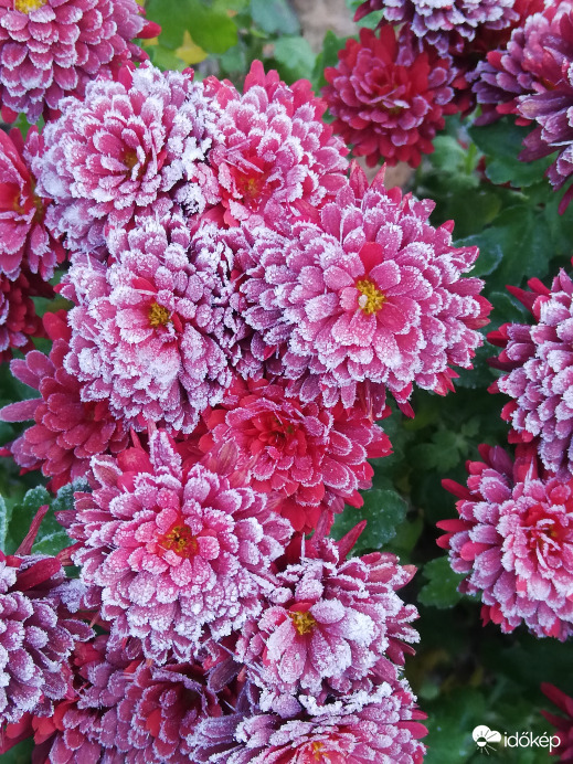 Az első komolyabb fagy Polgárdin 11.24.