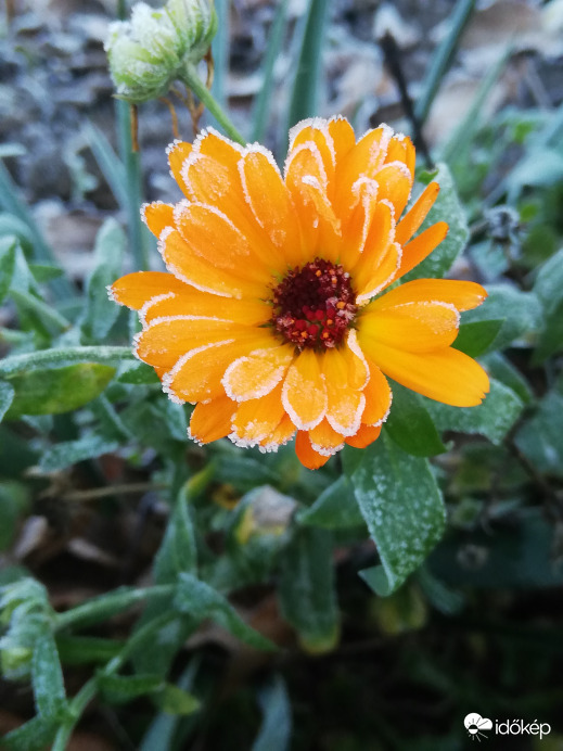"Dércsípte" körömvirág 11.24.