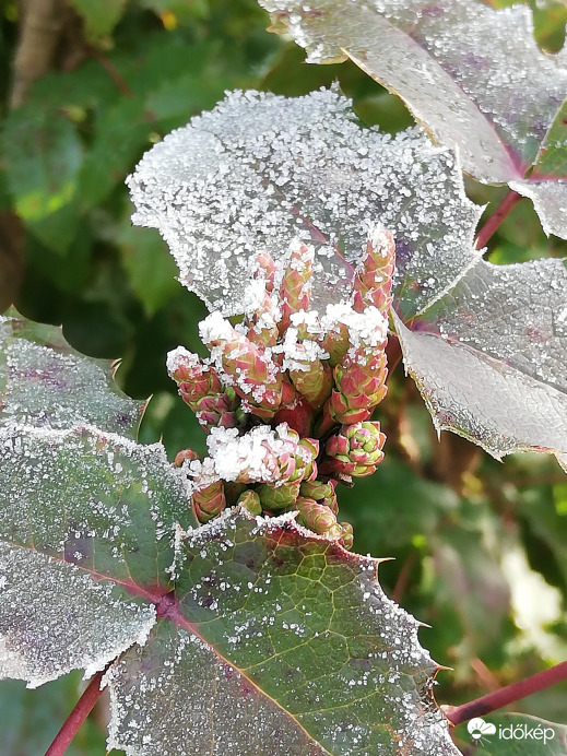 Hó nincs, de zúzmara mindenhol :) 
