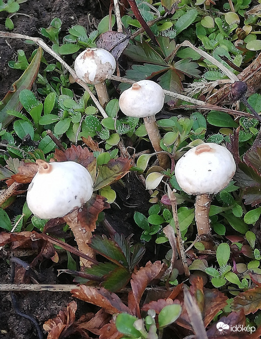 Tegnap még nem voltak itt.... 