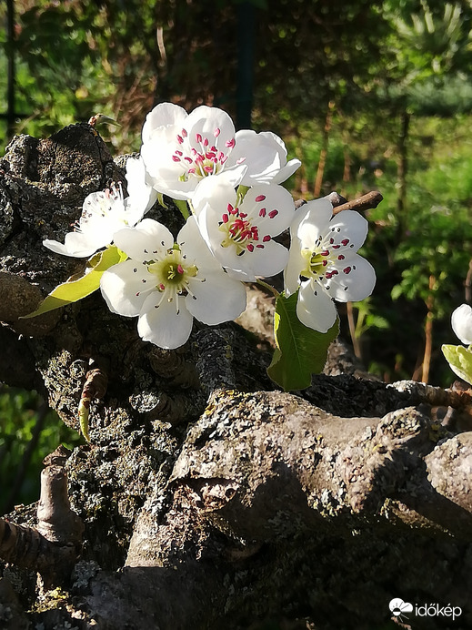 Élet a göcsörtös ágon :) 