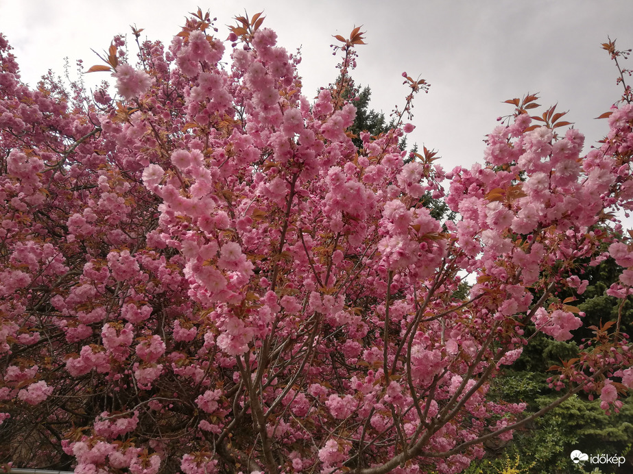 Székesfehérváron fotóztam 