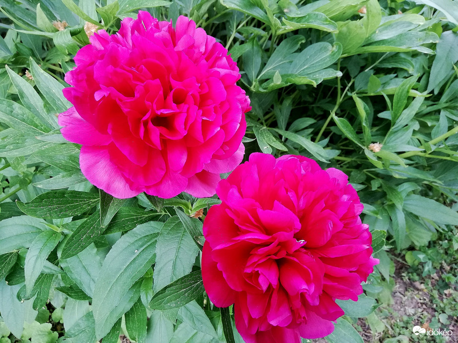 Pünkösdik párban :) 