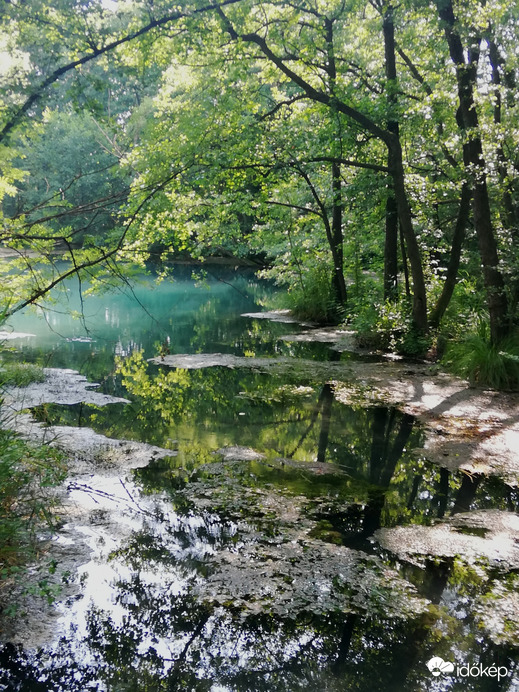 Láperdő-részlet, Tata