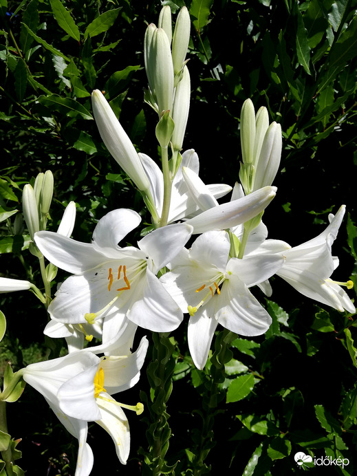 Liliom, babér háttérben 