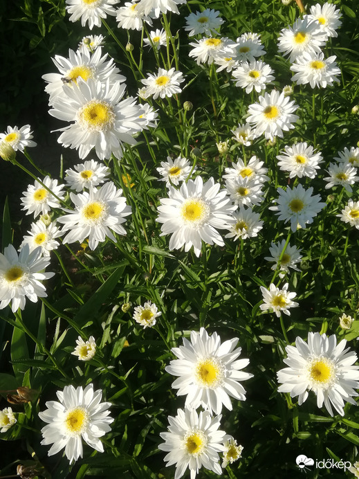 Margaréták, kora reggeli fényben 