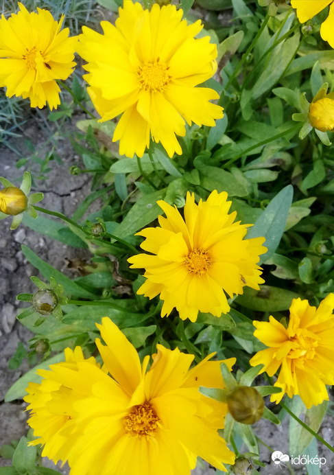 Sárga virág :) 