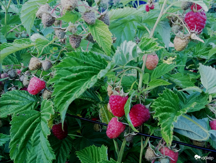 Málna bőségesen lesz :) 