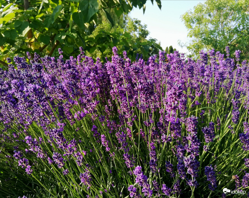 Kis levendulásom részlete :) 