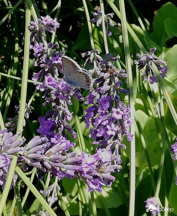 Lassan búcsúzik a levendula... 