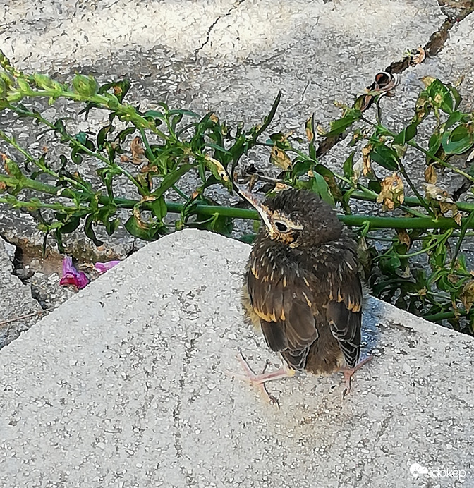 Megint "láb alatt van"! 